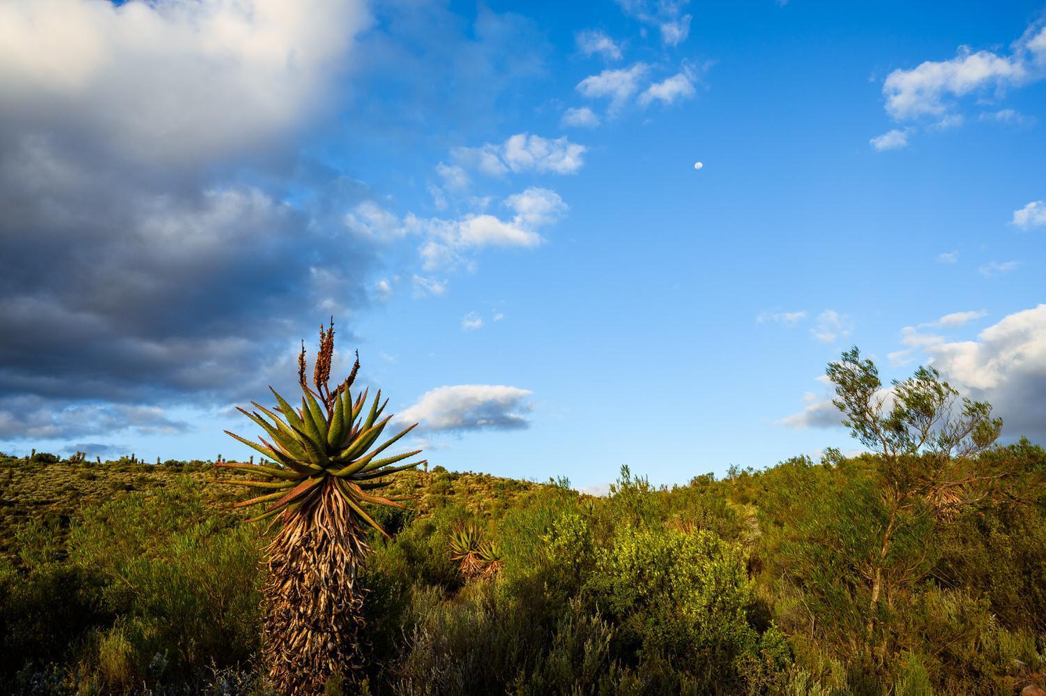 Le Petit Karoo Ranch Bed and Breakfast Oudtshoorn Εξωτερικό φωτογραφία