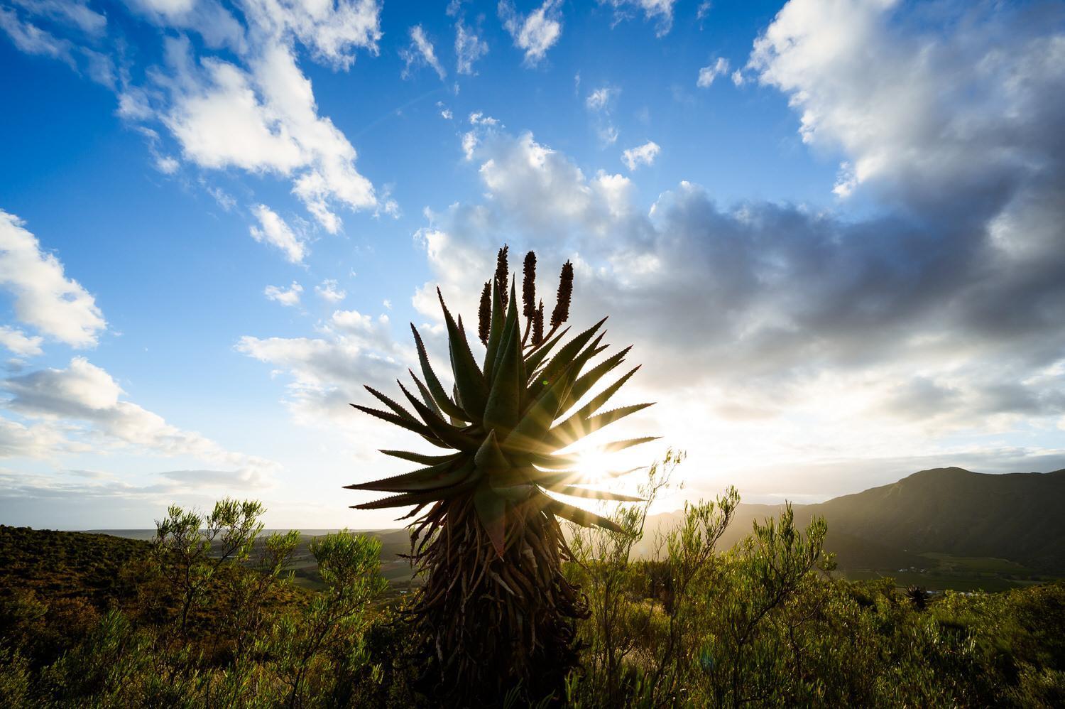 Le Petit Karoo Ranch Bed and Breakfast Oudtshoorn Εξωτερικό φωτογραφία